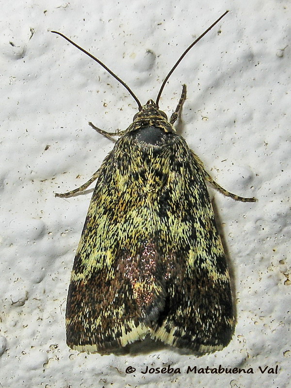 Acontia (Emmelia) viridisquama - Noctuidae